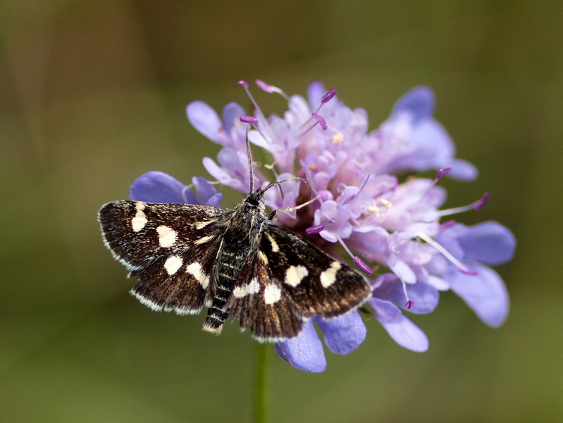 Crambidae - Eurrhypis pollinalis